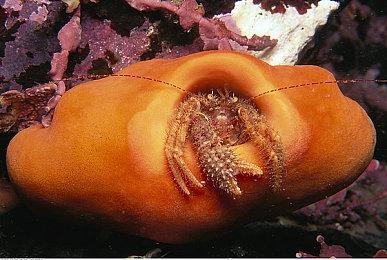 经营新作《Bulwark: Falconeer Chronicles》新预告